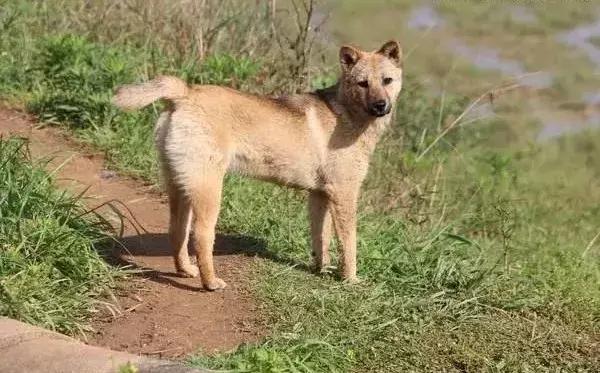 中華田園犬在國外多少錢一隻